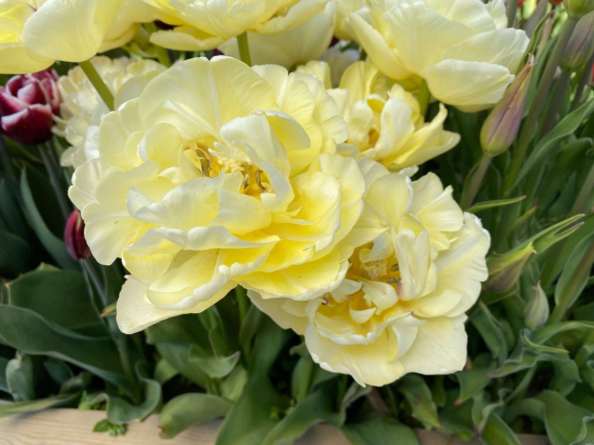Tulpe 'Avant Garde'